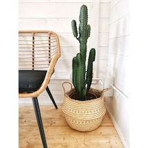 Euphorbia Acrurensis – Yalancı Kaktüs 20-40 cm