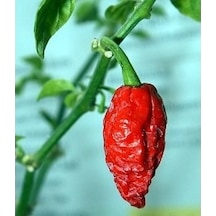 Bhut Jolokia Biberi Tohumu