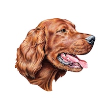 Irlandalı Setter Sticker Yapıştırma 15Cm