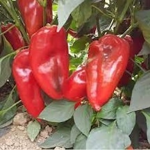 30 Adet Tohum Nadı Acı Fil BayıLan Biber Tohumu Saksı Toprak He