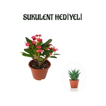 Kırmızı Çiçekli Kaktüs Milli Dikenler Tacı Sevgililer Gününe Özel Sukulent Hediyeli