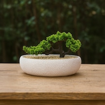 Desenli Elips Saksıda Bonsai - Renkli - 24x33 Cm