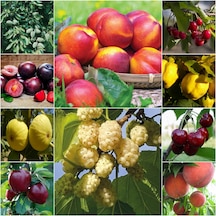 10 Çeşit Karışık Meyve Fidanı Badem , Şeftali , Vişne , Ayva
