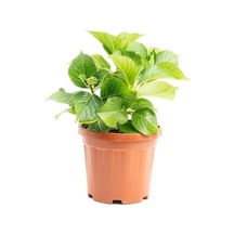 2 Adet Canlı Ortanca Çiçeği Fidanı Mavi Ve Pembe Renk 10-20 Cm