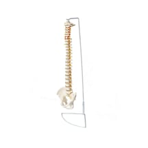 Omurga Maketi 85 CM Model 15