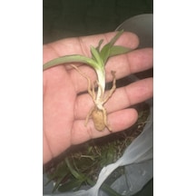 Serapias Salep Fidesi 1000 Adet