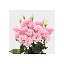 Pembe Katmerli Bodur Lisianthus Çiçeği Tohumu - 5 Adet