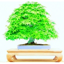 Japon Redwood Bonzai Ağacı Tohumu Ekim Seti 5 Tohum +Saksı+Toprak