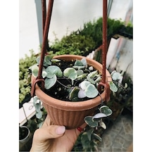Ceropegia Woodi Pembe Askılı Saksıda