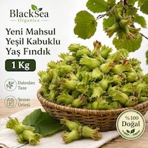 Blacksea Organics Rize Fındığı Yeni Mahsul Yeşil Kabuklu Yaş Fındık 1 Kg Dalından Taze Kabuklu Fındık