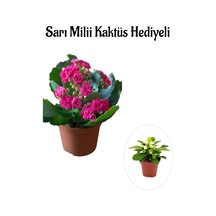Kadınlar Gününe Özel Pembe Renk Kalanşo-emel Hanım Çiçeği Sarı Milii Hediyeli
