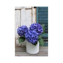 Hydrangea Mocnophylla Ortanca Çiçeği Fidanı Mavi 10-20 Cm