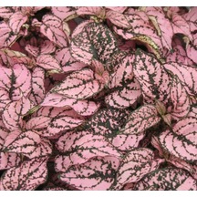 Pembe Yeşil Fittonia Hostes Çiçeği Çilli 10-20 Cm