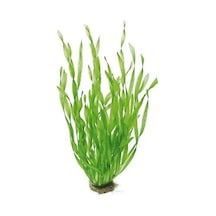 Vallisnaria Asiatica Kıvırcık / Burgulu Saz No:110