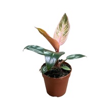Philodendron Birkin 'pink'