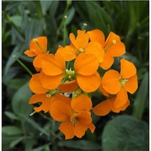 20 Adet Siberian Wallflower Çiçek Tohumu
