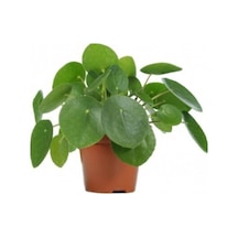 Pilea Bitkisi Çin Para Çiçeği Fidanı 10-20 Cm