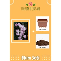 Katmerli Kokulu Açık Pembe Hollanda Gül Tohumu Ekim Seti