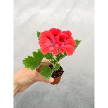Turuncu Somon Ceylangözü Canan Sardunya Fidanı 10-20 Cm