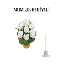 Hediyelik Beyaz Renk Sardunya Çiçeği Sevgililer Gününe Özel Mumluk Hediyeli