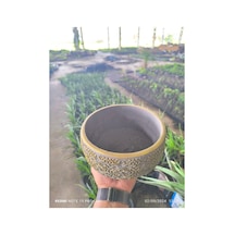 Altın Desen Beton Bonsai Aranjman Ve Orkide Saksısı