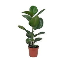 Ev Bitkisi Ofis Bitkisi Salon Bitkisi Iç Mekan Bitki Kauçuk Bitkisi 50 60 Cm