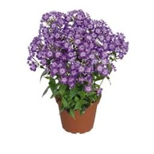 Phlox Çiçeği Tohumu Ekim Seti 5 Tohum +Saksı+Toprak+