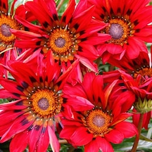25 Adet Kırmızı Gazanya Çiçeği Tohumu + 10 Adet Gül Tohumu