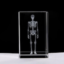 3d Kristal İnsan İskeleti Modeli
