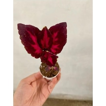 Kırmızı Bordo Renk Yaprak Güzeli Fidanı 1 Adet Saksılı 10-20 Cm