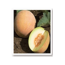 AGRodal Tarım Ata Tohumu Yerli Doğal Kavun Tohumu Ananas 100 Adet Tohum