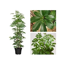 Videolu Yeşil Şeflera Tek Dallı Salon Bitkisi 1 Adet Saksılı 60-80cm Iç Mekan Bitkisi Schefflera