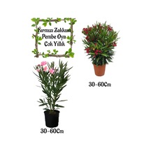 Pembe Zakkum Çiçeği 1 Adet+kırmızı Zakkum 1 Adet Saksılı Bahçe Seti