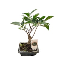 Bonsai - Ficus Ø12 Cm Y25-30 Cm