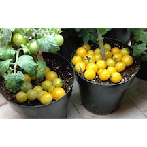 20 Adet Rejina Yellow Micro Dwarf Domates Tohumu