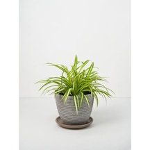 Videolu Kurdele Çiçeği 15 30 Cm 3 Adet Saksılı Ev/ofis Hediyelik Bitkisi Kalanchoe