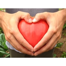 Kalp Domates Tohumu Oxheart Heırloom
