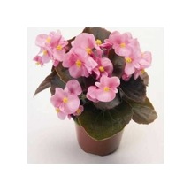 Pembe Renk Begonya Çiçeği Fidesi 10-20 Cm