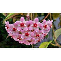 Mum Çiçeği Fidesi Köklenmiş Hoya Pembe Saksılı 10--15cm