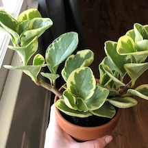 Peperomia Optusifolia Saksılı Hediyelik Bitki 3 Adet