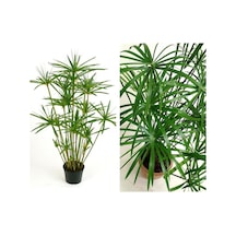 Serada Decor Plant Japon Şemsiyesi Çiçeği Cyperus Alternifolius Saksılı 50 - 70 Cm
