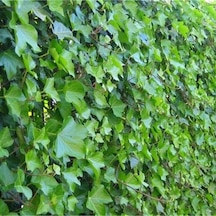 Tüplü Hedera Helix Yeşil Duvar Sarmaşığı Fidanı 70-120 Cm