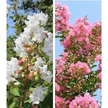 Beyaz Pembe Oya Ağacı Fidanı 2li Set Saksılı 60 Cm 80 Cm Soğuğa Dayanıklı Ağaç