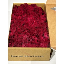 Reindermoss Şoklanmış Norveç Yosunu Terarium Yosunu Fushia 5 Kg.