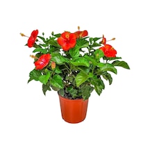 President Red Japon Gülü Fidanı Canlı Kırmızı Çiçekli Hibiscus Rosa-sinensis 40 100 Cm