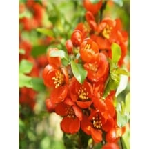 Canlı Kırmızı Renk 1 Adet Bahar Dalı Çiçeği Fidanı 40-60cm Saksılı Spring Branch Flower