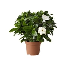 Videolu Kadınlar Gününe Özel Saksılı Gardenya 30 50 Cm 1 Adet Saksılı Iç Mekan Bitkisi Gardenia