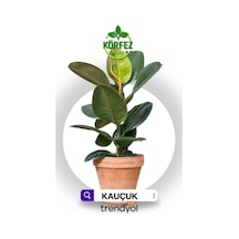 Salon Bitkileri Kauçuk Çiçeği Kırmızı