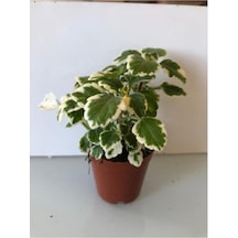 Sarı Yeşil Yaprak Güzeli Fidanı Benjamin 10-20 Cm