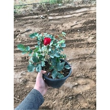 Koyu Kırmızı Gül Fidanı 15-25 Cm